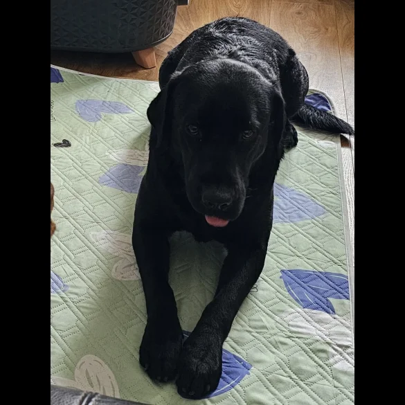 Labrador Retriever