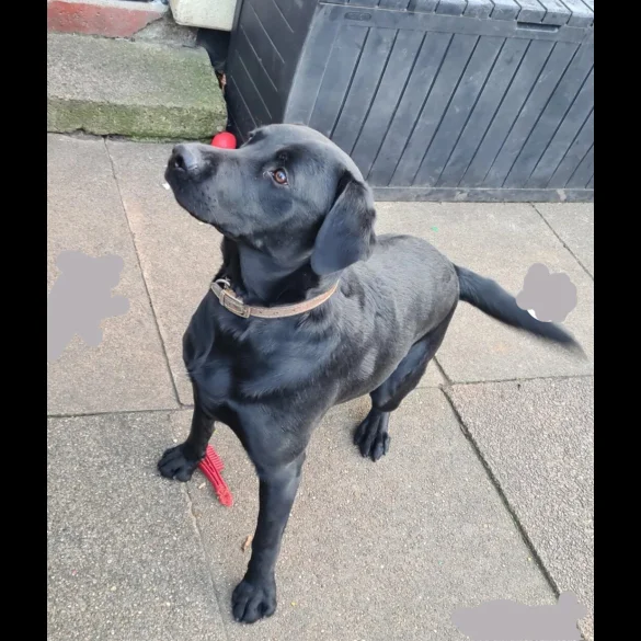 Labrador Retriever
