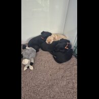 Labrador Retriever - Both