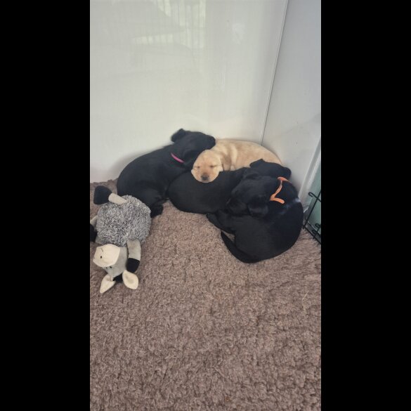 Labrador Retriever - Both
