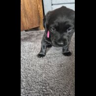 Labrador Retriever - Both