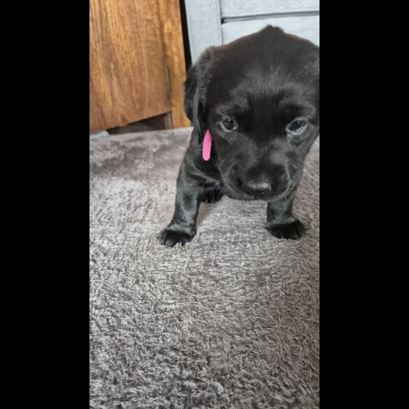 Labrador Retriever - Both