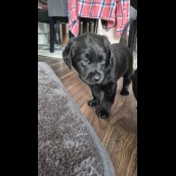 Labrador Retriever - Both