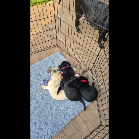 Labrador Retriever - Both