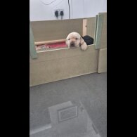 Labrador Retriever - Both