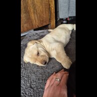 Labrador Retriever - Both
