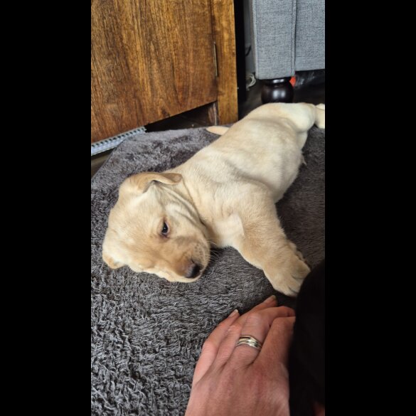 Labrador Retriever - Both