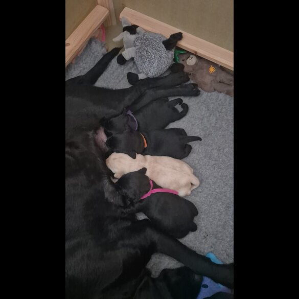 Labrador Retriever - Both