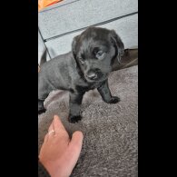 Labrador Retriever - Both