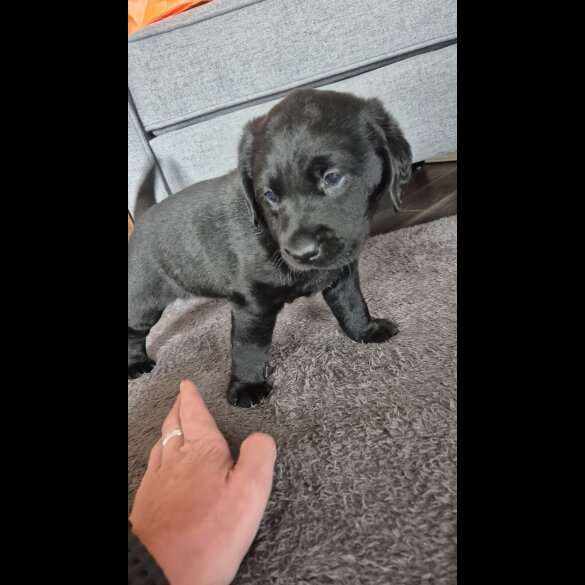 Labrador Retriever - Both