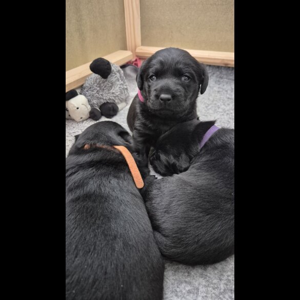 Labrador Retriever - Both