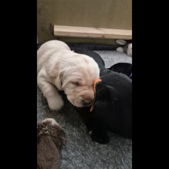 Labrador Retriever - Both