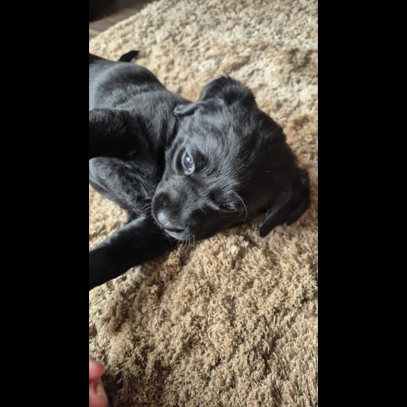 Labrador Retriever - Both