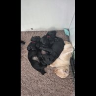 Labrador Retriever - Both