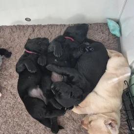 Labrador Retriever - Both