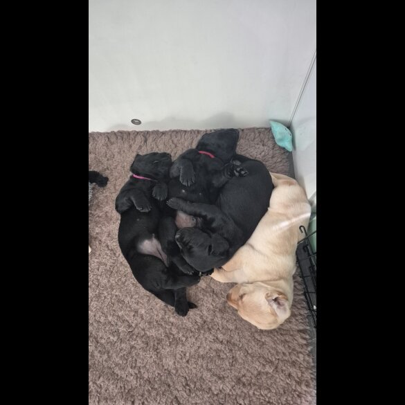 Labrador Retriever - Both