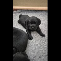 Labrador Retriever - Both