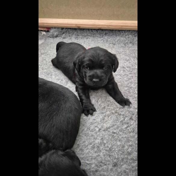 Labrador Retriever - Both