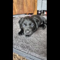 Labrador Retriever - Both