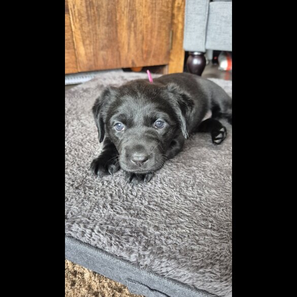 Labrador Retriever - Both