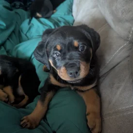 Rottweiler - Both