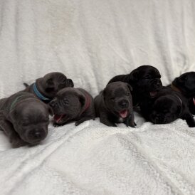 Staffordshire Bull Terrier