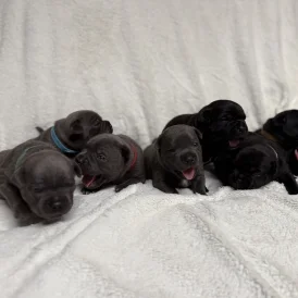 Staffordshire Bull Terrier - Both