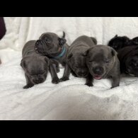 Staffordshire Bull Terrier - Both