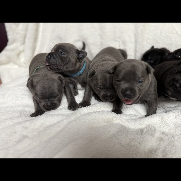 Staffordshire Bull Terrier - Both
