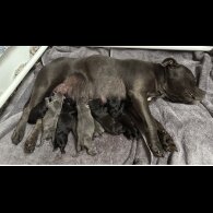 Staffordshire Bull Terrier - Both