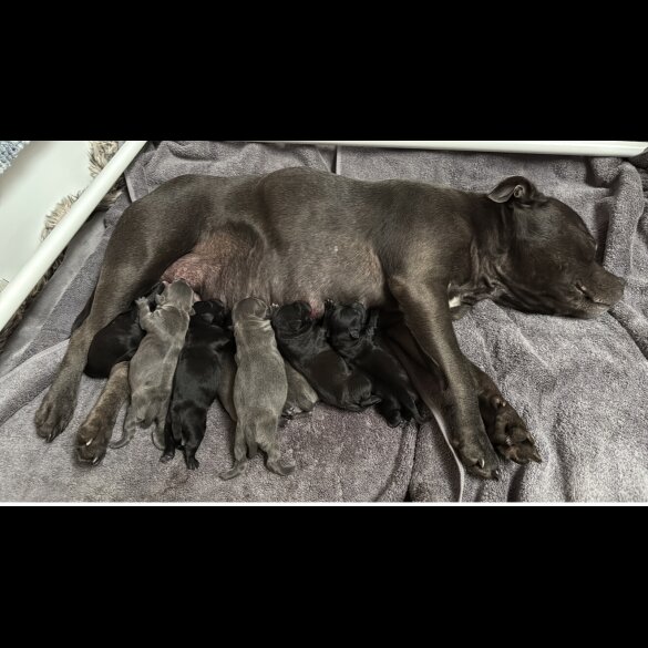 Staffordshire Bull Terrier - Both