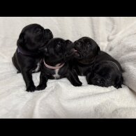 Staffordshire Bull Terrier - Both
