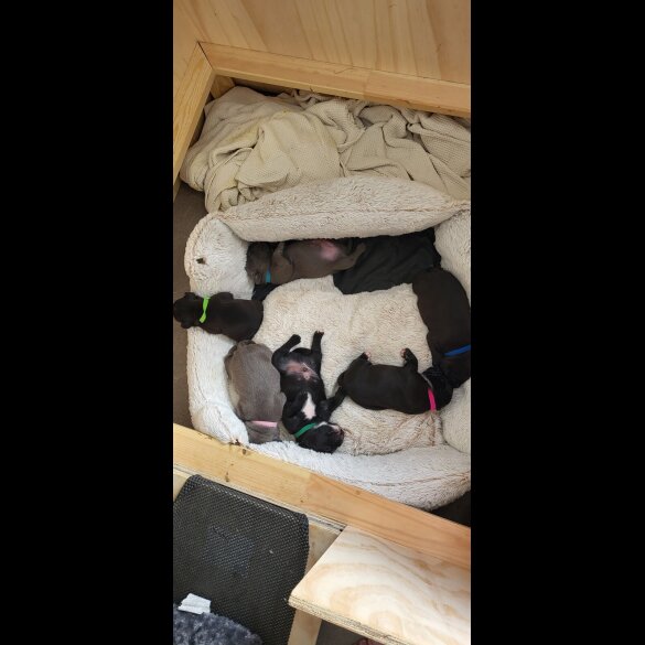 Staffordshire Bull Terrier - Both