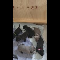 Staffordshire Bull Terrier - Both