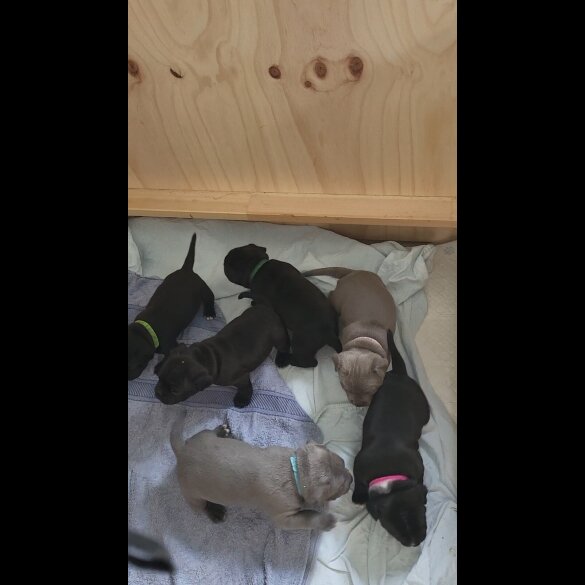 Staffordshire Bull Terrier - Both