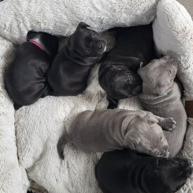 Staffordshire Bull Terrier - Both