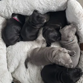 Staffordshire Bull Terrier - Both