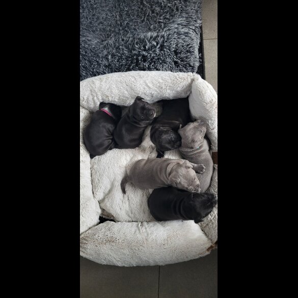 Staffordshire Bull Terrier - Both