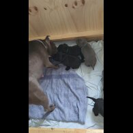 Staffordshire Bull Terrier - Both