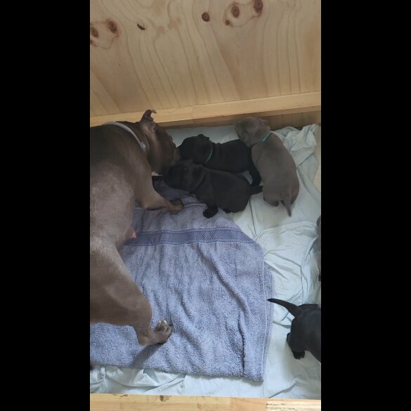 Staffordshire Bull Terrier - Both