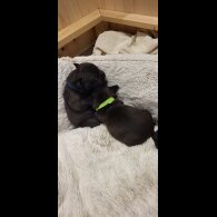 Staffordshire Bull Terrier - Both