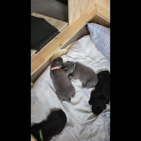 Staffordshire Bull Terrier - Both