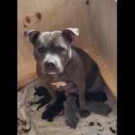 Staffordshire Bull Terrier - Both