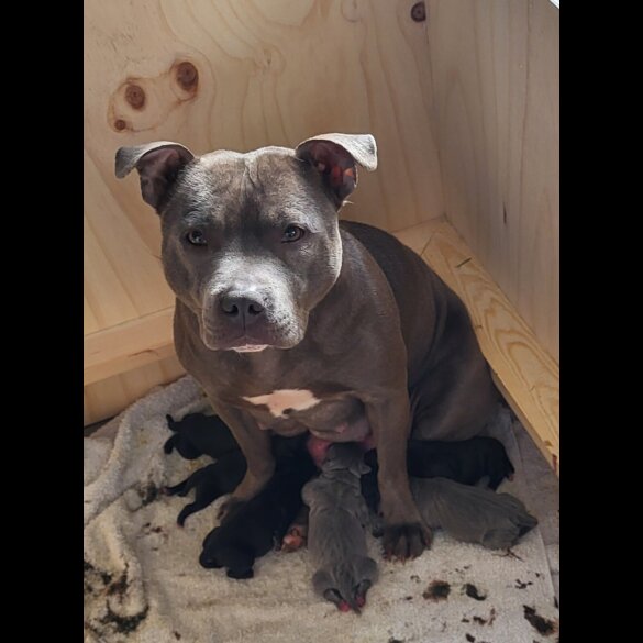 Staffordshire Bull Terrier - Both