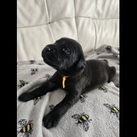 Labrador Retriever - Both