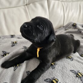 Labrador Retriever - Both