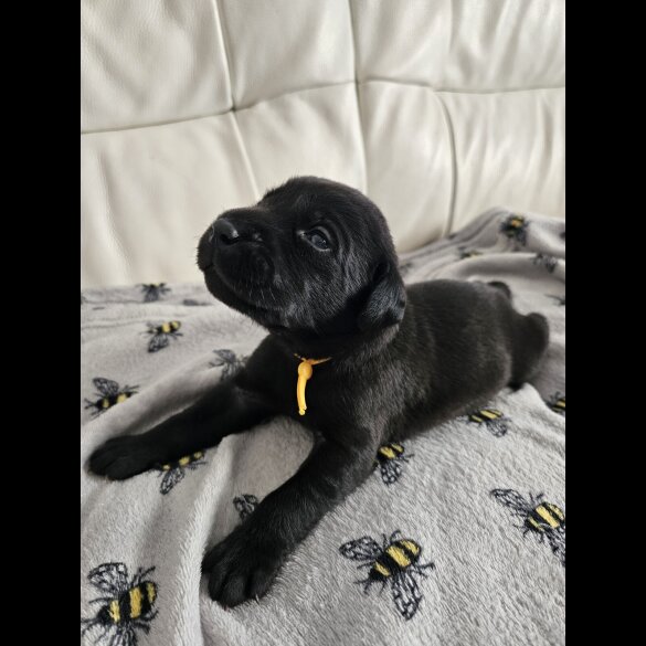 Labrador Retriever - Both