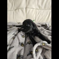 Labrador Retriever - Both