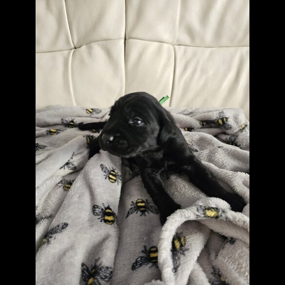 Labrador Retriever - Both