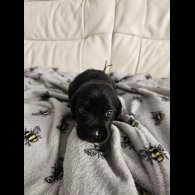 Labrador Retriever - Both